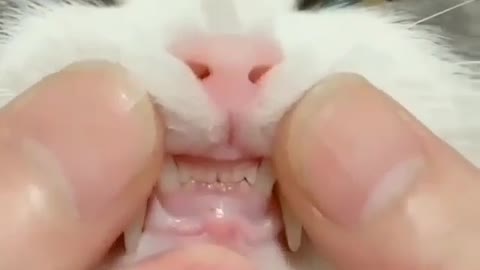 DRACULA CATS