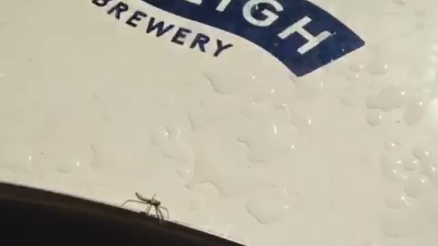 Guy setting up table and praying mantis jumps on him