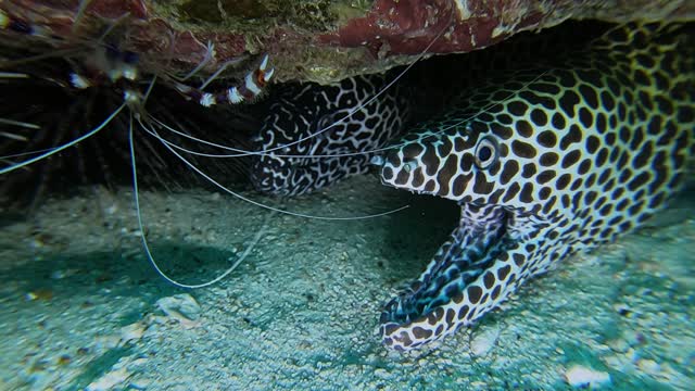 Pair of Moray Eels Smile Under the Sea