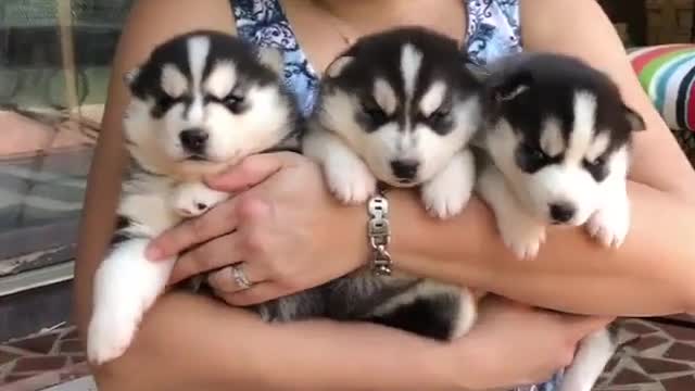 Three puppies are so cute