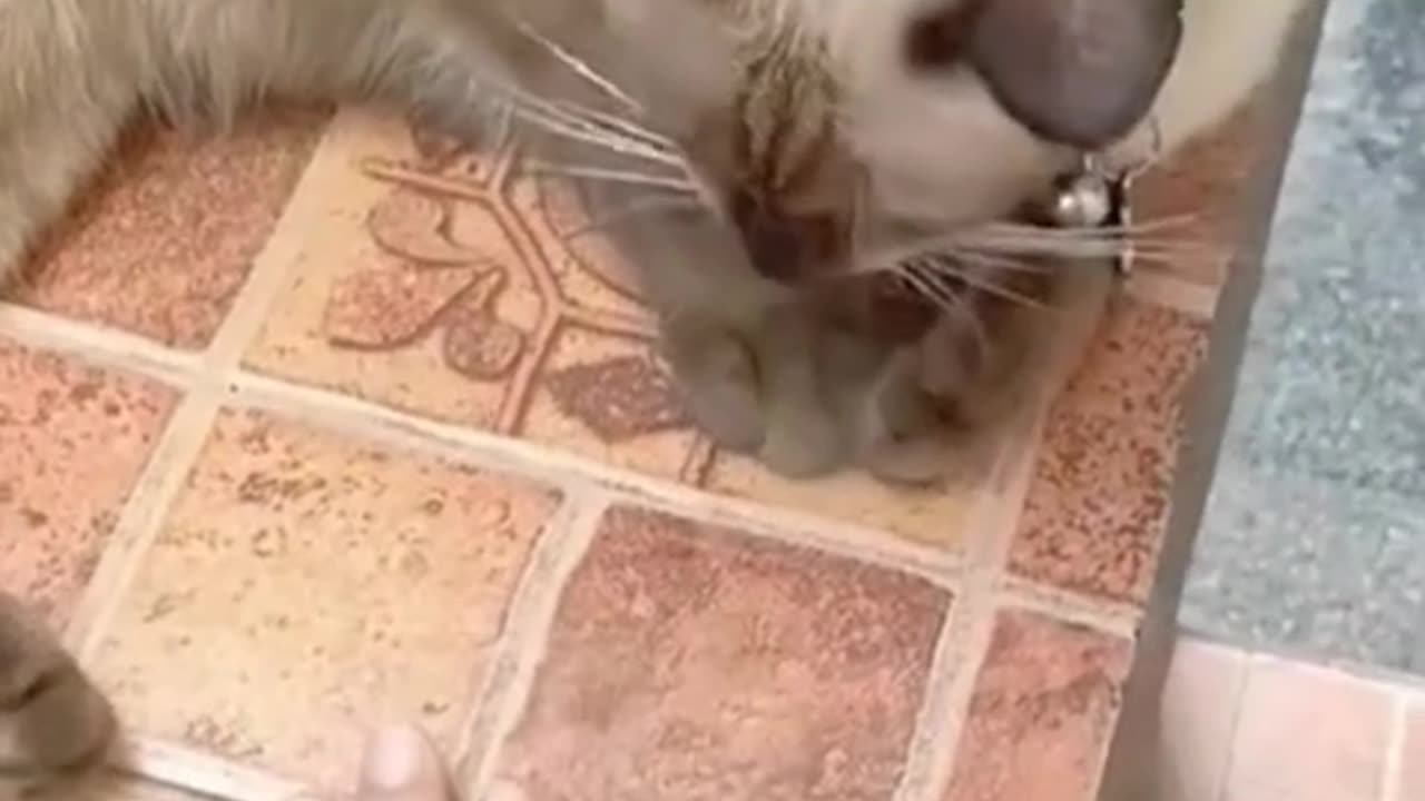How well can kitten imitate