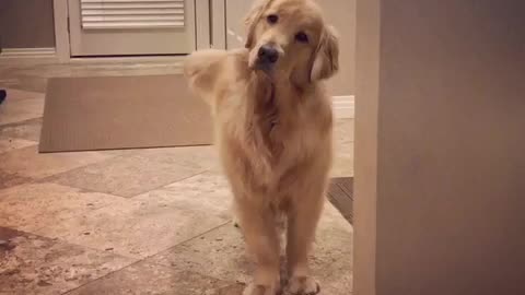 Puppy waiting for brother to come home