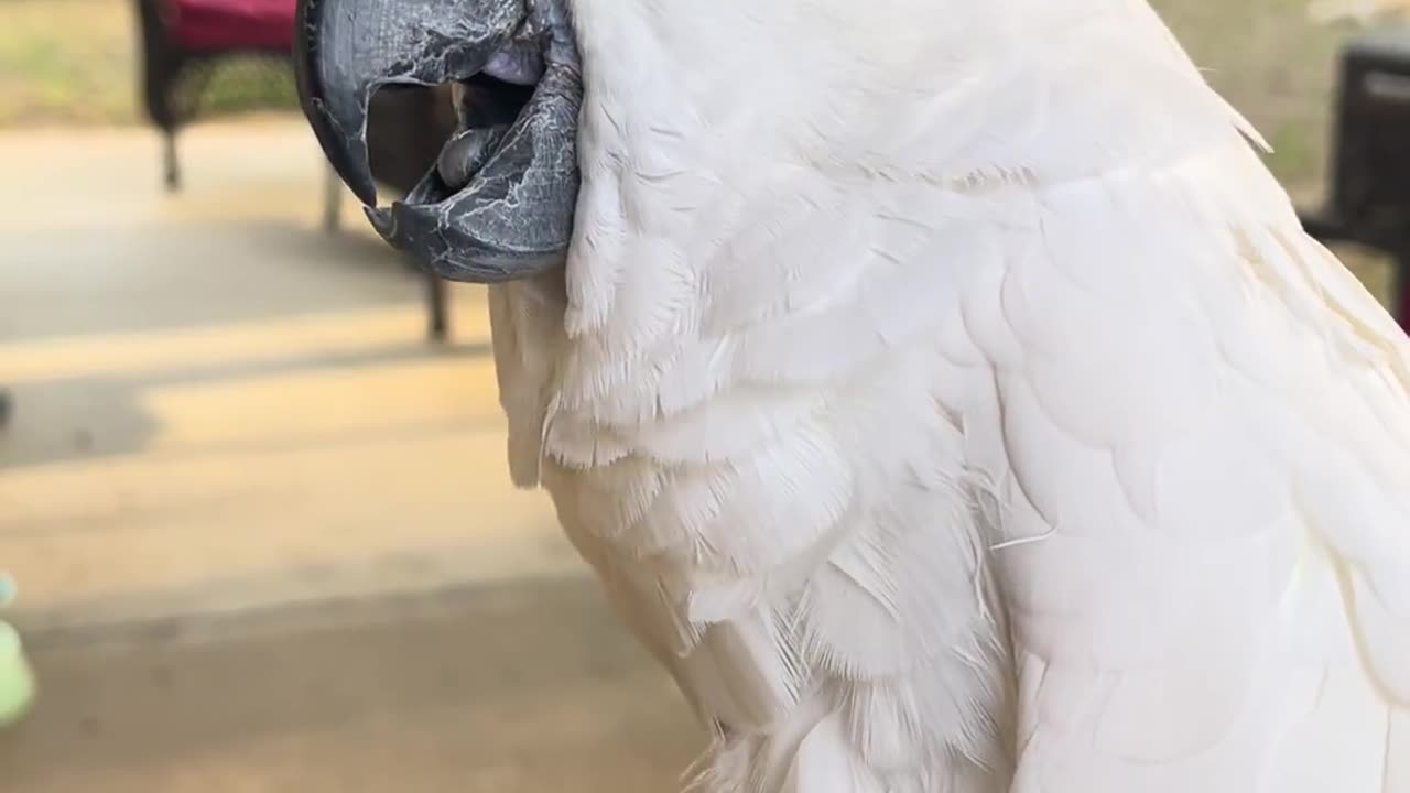 Cockatoo Has a Laughing Attack