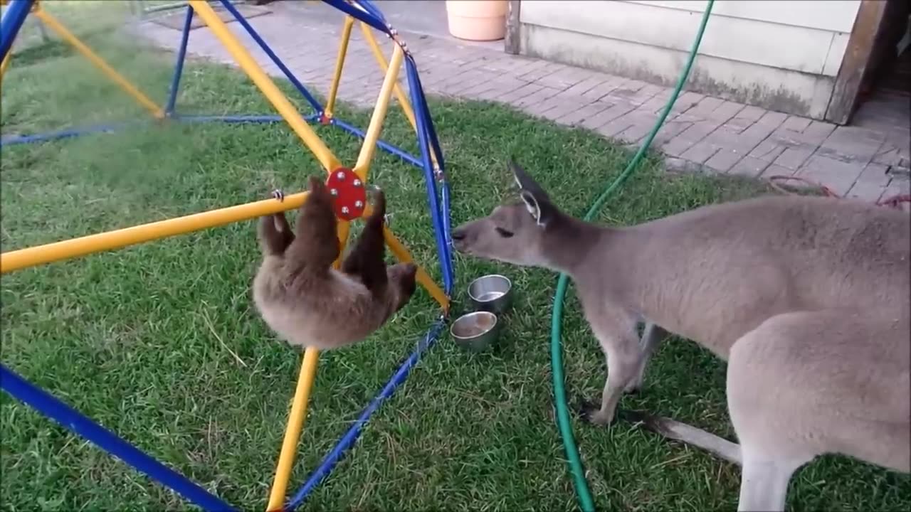 Baby Sloths sport