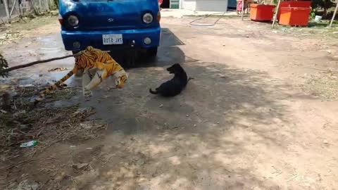 Funny Dog Prank 2021