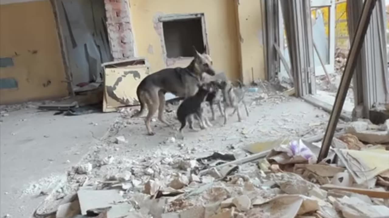 Ukrainian Soldier Rescues a Puppy in Bakhmut