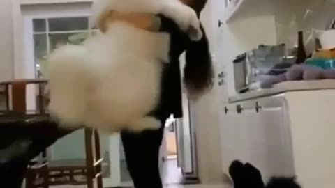samoyed thought he is a lap dog