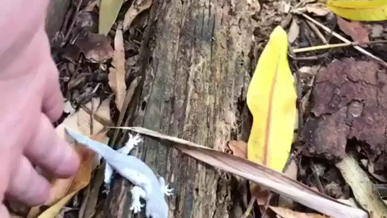 Wildlife & Funs