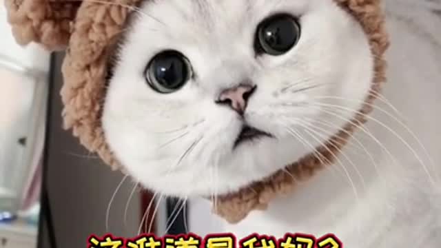 confused cute cat