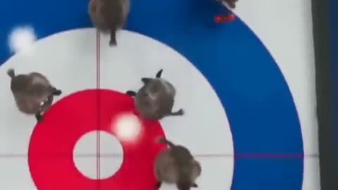 The China Winter Olympics 2022 Curling Champions are "Team Beaver"