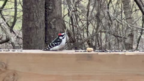 Downy Woodpecker
