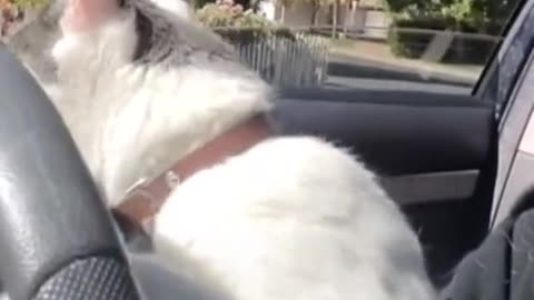 A cat that can drive