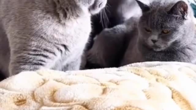 CATS REACTION very funny viral shorts