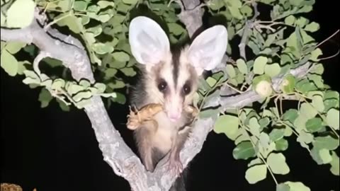 Large rodents catch and eat insects