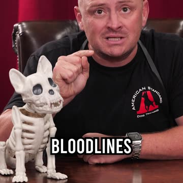 Why Are French Bulldogs So Expensive?