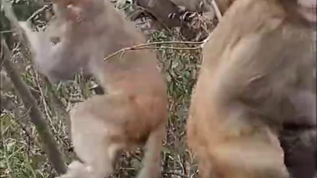 Monkey Live In The Forest