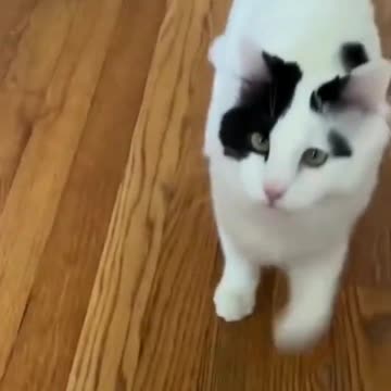 😍💓😍💓😍💓😍💓😍💓😍💓😍💓😍💓😍💓 #cats #shorts