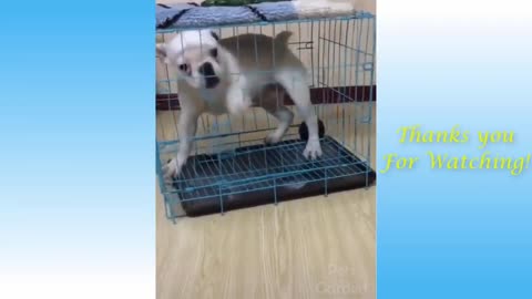 My Funny Dog Can't Get Out of Cage