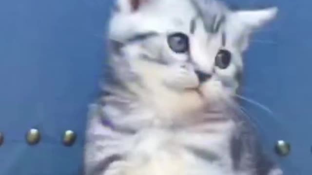 Cute cat makes people feel distressed care