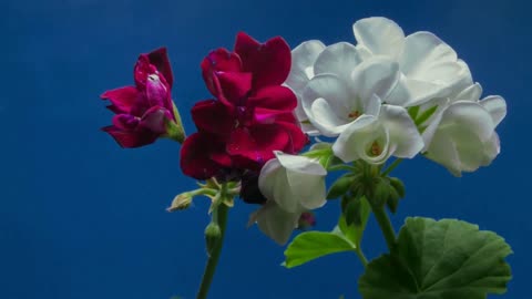 Flowers red and white