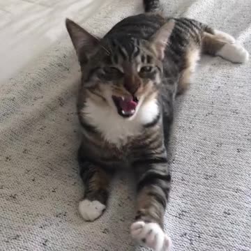 Super Adorable Funny Cute Cat| LOL 😂😻