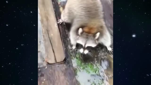 A terrifying attack by a kind raccoon