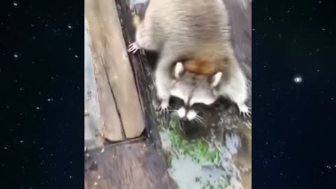 A terrifying attack by a kind raccoon