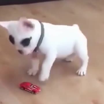 Kittens & Pups Cutest 2021 Try not to Laugh - 13