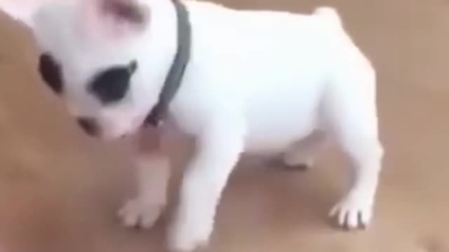 Kittens & Pups Cutest 2021 Try not to Laugh - 13