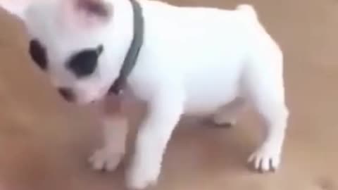 Kittens & Pups Cutest 2021 Try not to Laugh - 13