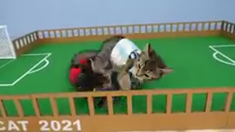 Cat Kittens play Football.