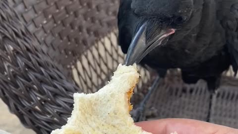 Sharing a Sandwich With a Friendly Crow