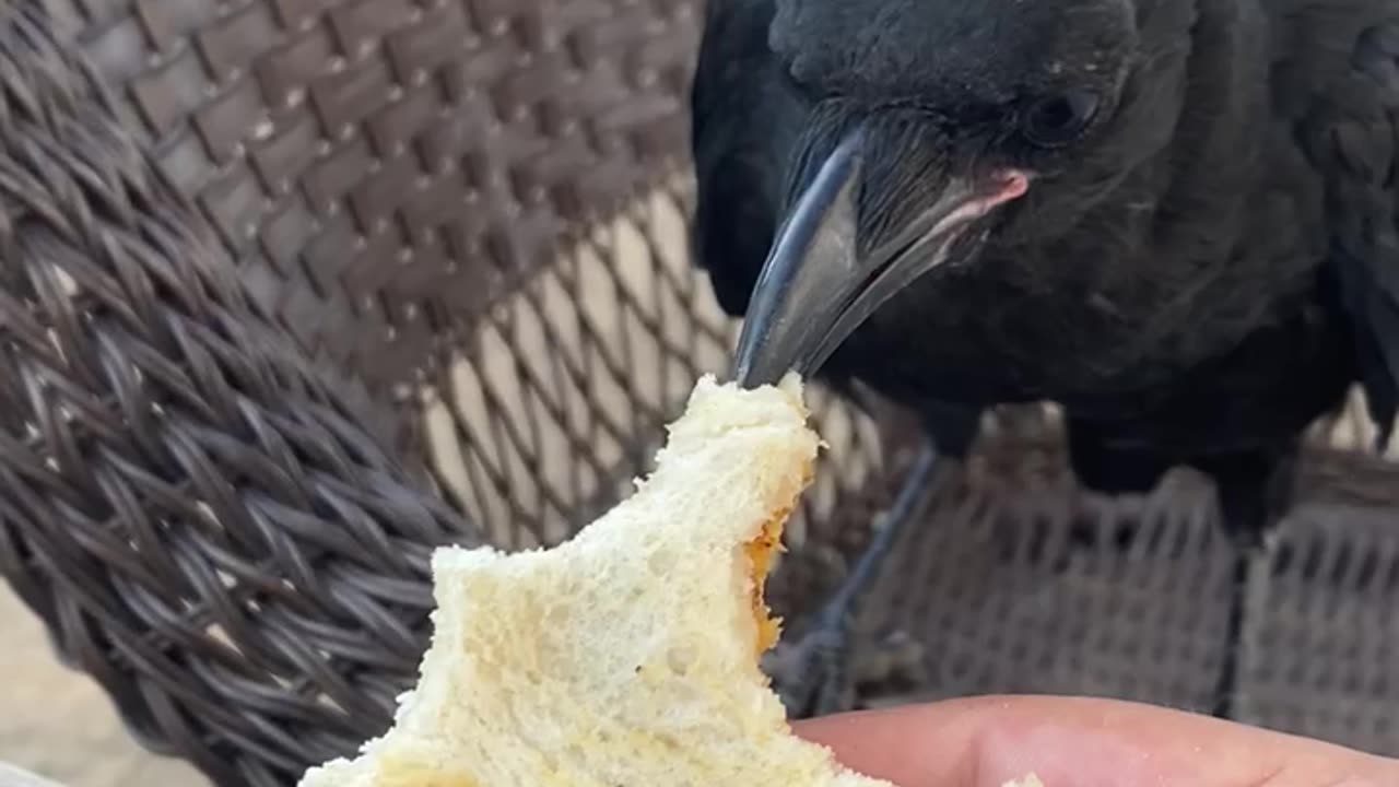 Sharing a Sandwich With a Friendly Crow