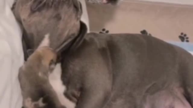 frenchy meets newborn puppies for the first time