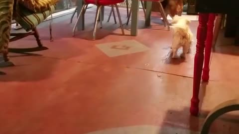 Puppies playing at camp