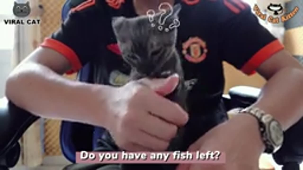 Cute cat video