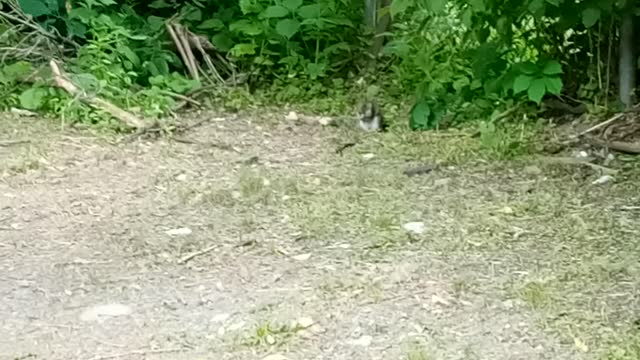 Birds and the squirrels eating lunch