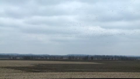 Snow Geese Migration - Onward