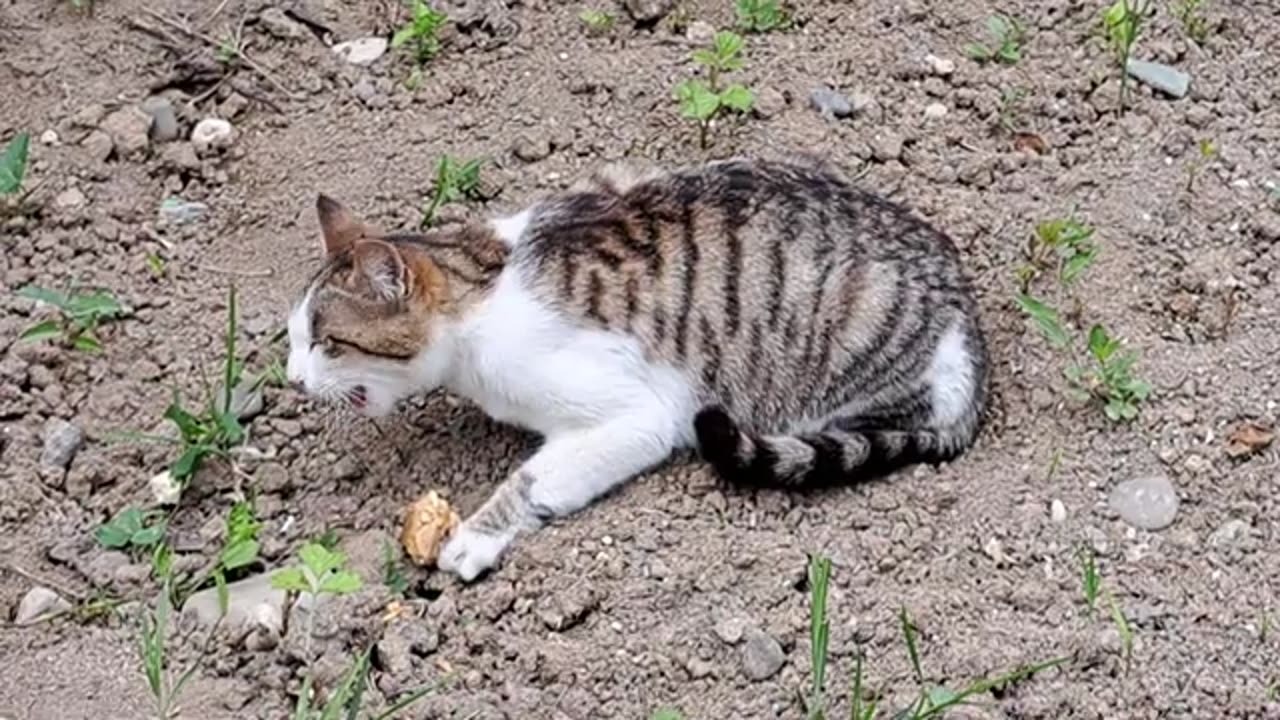 Cute street cat eating food. The cat ate when he was satisfied.