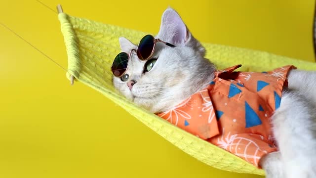 Cute cat is in restπππwhat a life man!π±π±π±π±