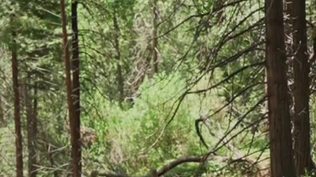 Deer Eating a Grass