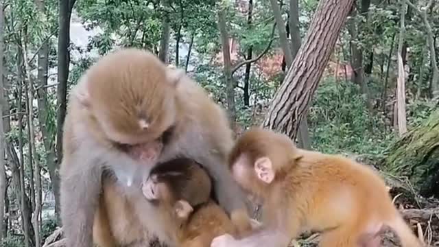 Happy monkey family of three, mother holds baby and father picks lice for baby