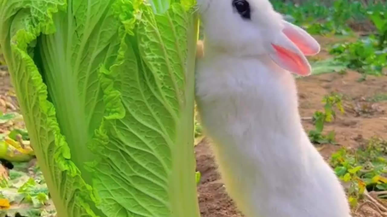 Cute Little Rabbit