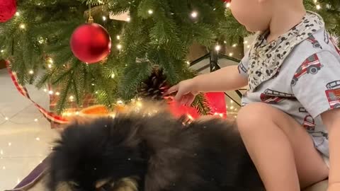 Christmas dog with christmas perfect picture