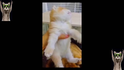 Cute cat funny video