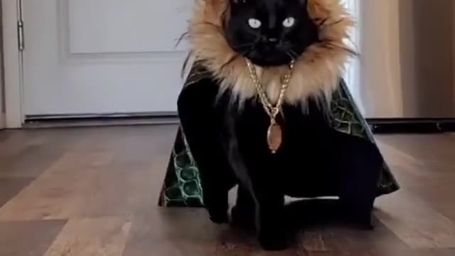 Fashion show of cats part 2