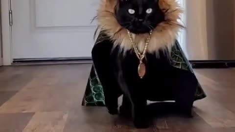 Fashion show of cats part 2