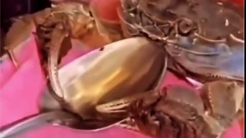 Properly Seasoning Crabs