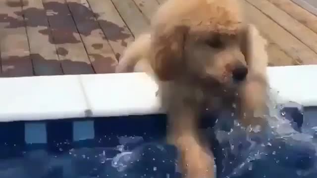 A dog that loves playing with water.