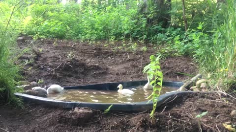 Baby ducklings swimming in the pond on a beautiful summer day